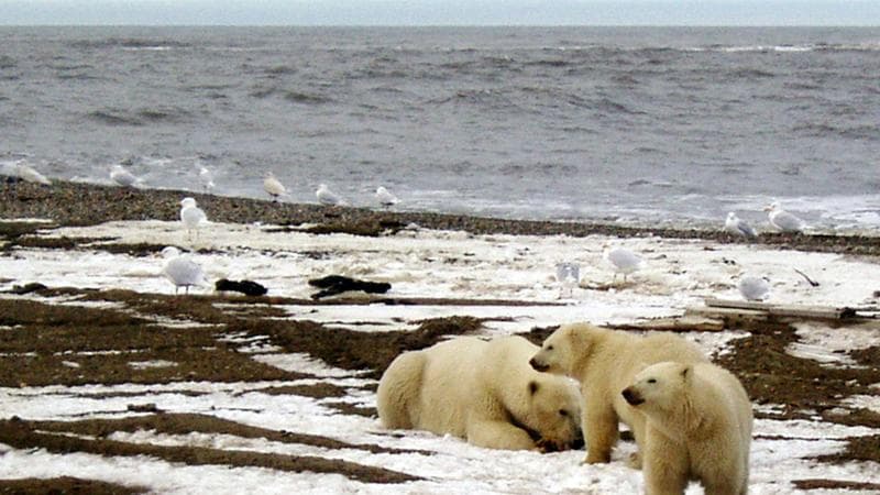 Alaska, Biden dice stop alle trivellazioni petrolifere: cancellati i contratti voluti da Trump