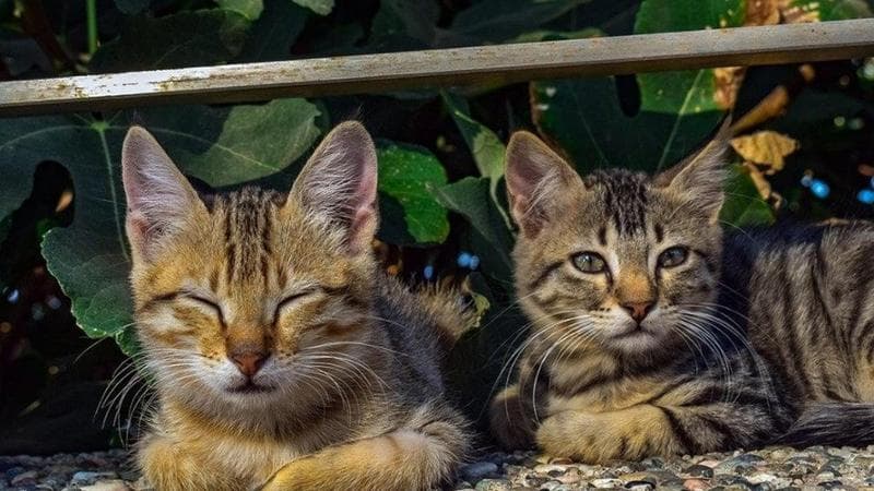 L’Australia contro i gatti: “Sono sterminatori”. E propone coprifuoco e sterilizzazioni