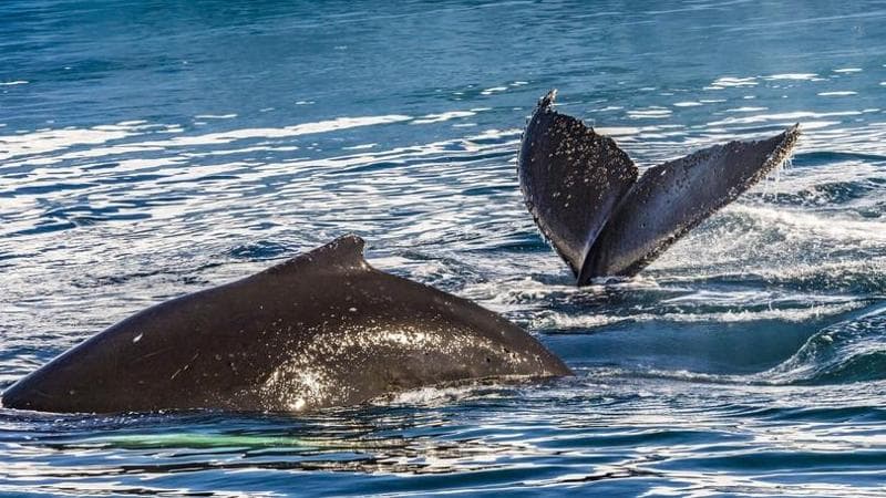 Le balene tra noi