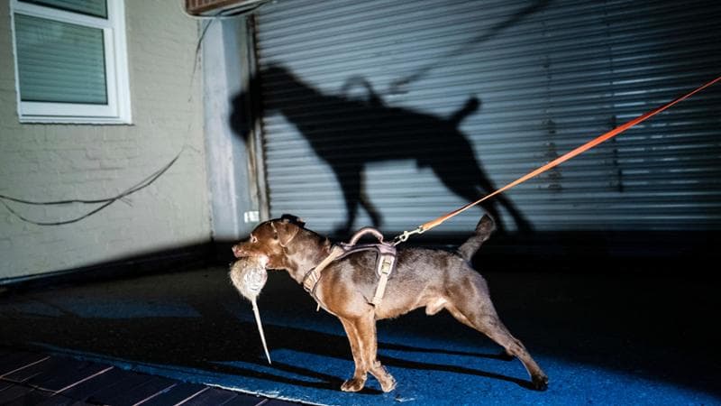 Washington, safari urbano con cani addestrati per arginare l’invasione di topi
