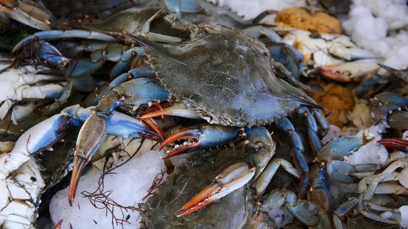 Le gang dei granchi blu: non hanno cibo e diventano cannibali