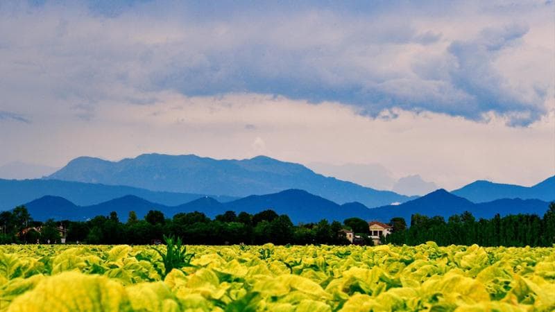 La potenza degli accordi di filiera: chi aderisce fattura il 25% in più
