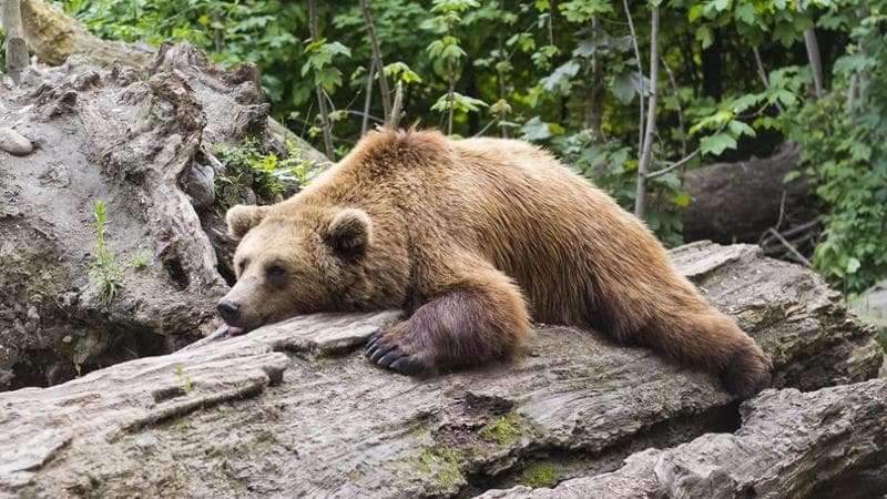Trentino, trovata morta l’orsa F36. Enpa: “Sporgeremo denuncia. Preoccupati per il cucciolo”. La procura apre un fascicolo