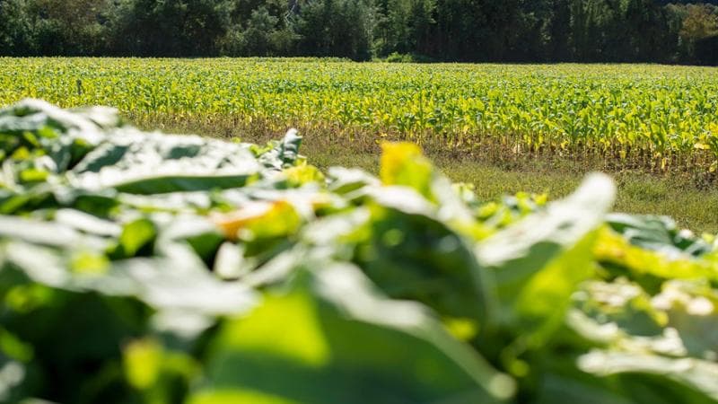 Hannappel (Philip Morris Italia): "Il nostro accordo per l'integrazione"
