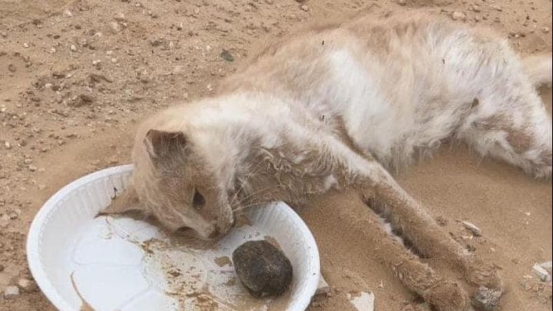 Il corpo di uno dei gatti ritrovati ad Al Falah
