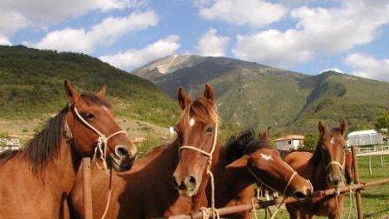 Puledri del Catria portati a valle con la transumanza
