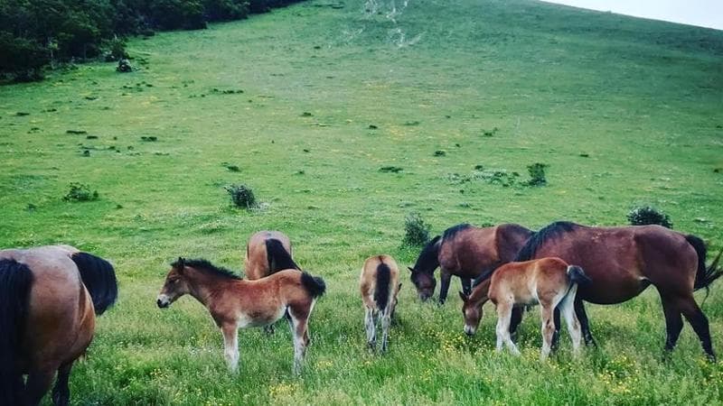 Una mandria del Catria al pascolo in montagna
