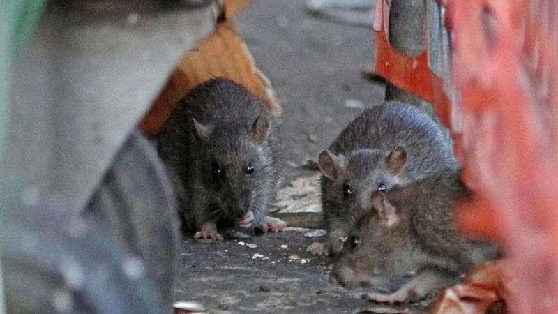 Campobasso, anziana morsa da un ratto mentre è in ascensore - la Repubblica