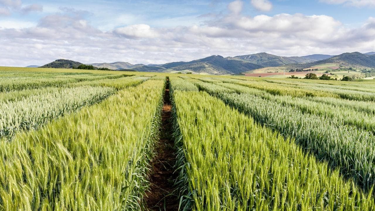 Food e sostenibilità, le 5 vie per l'obiettivo
