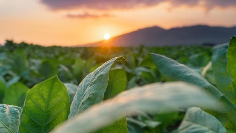 Hannappel (Philip Morris Italia): "La filiera integrata è la strada migliore"
