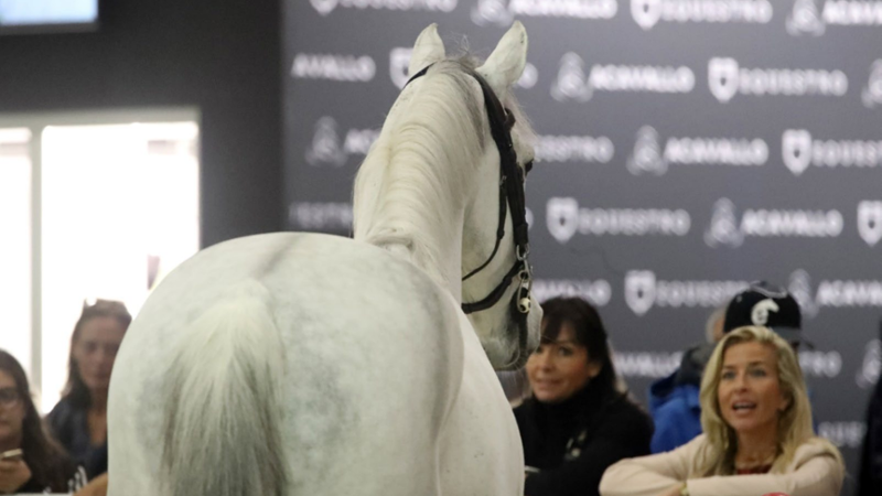 Fieracavalli 125: per la prima volta percorsi separati per i cavalli. Per il loro benessere