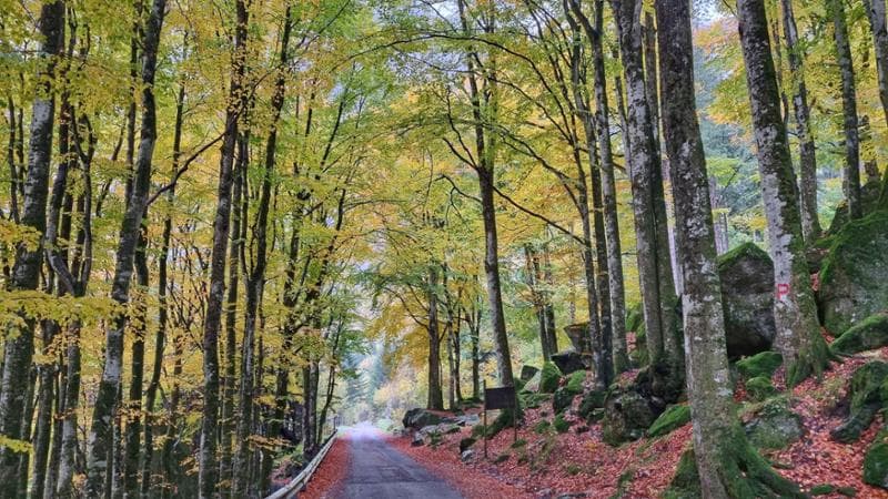 Foresta dei Bagni Masino
