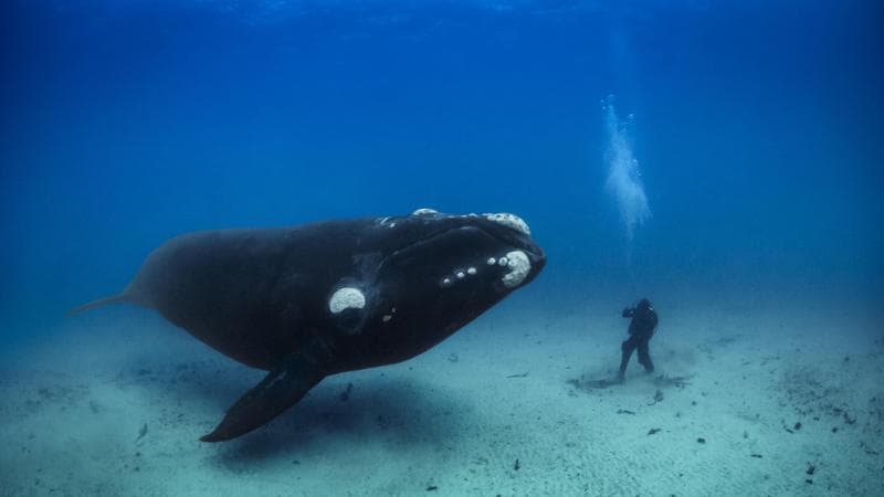 Brian Skerry/National Geographic
