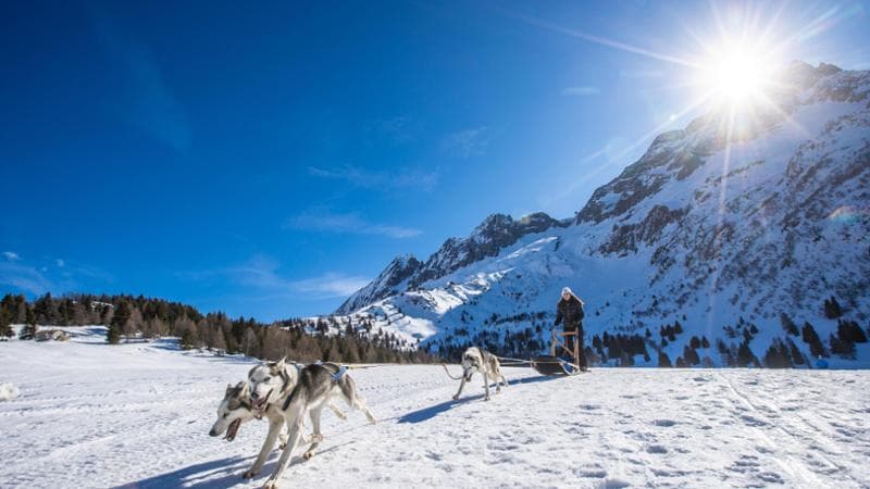 Sleddog in Val di Sole. Foto: T. Prugnola
