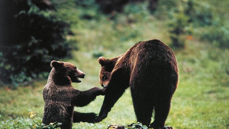 Orso marsicano

