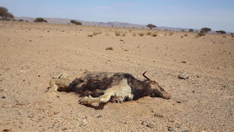 Corno d’Africa, più di 100 morti e 700 mila sfollati per le inondazioni provocate dalla stagione delle piogge e da El Niño