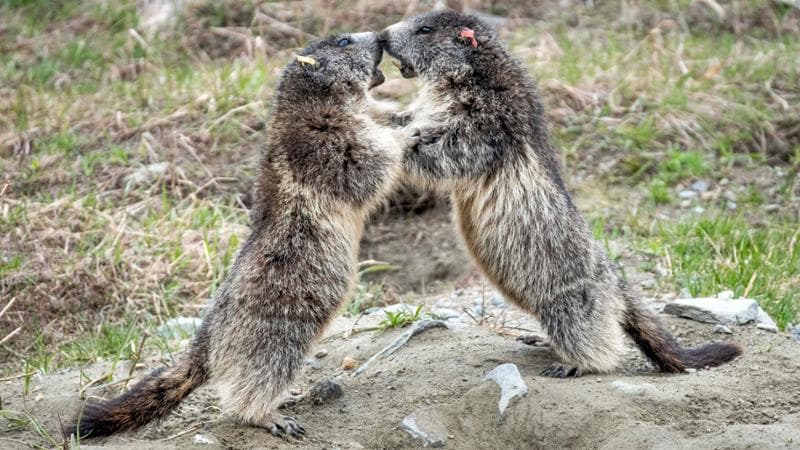 Marmotte dell'arcipelago di Orvieille in Valsavarenche
