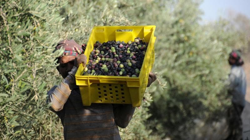 L’oro nero e l’oro verde: l’Arabia Saudita all’assalto dei mercati dell’olio