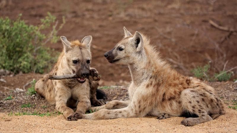 Iene in Sudafrica (Alamy / Ipa)
