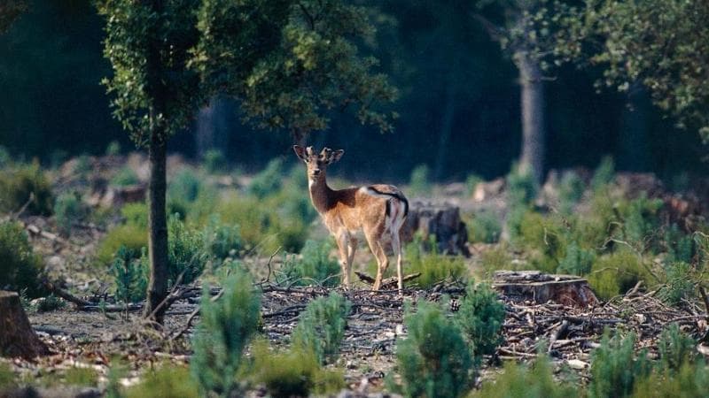 Daino (Dama dama), Riserva di San Rossore, Parco Naturale di Migliarino, San Rossore e Massaciuccoli
