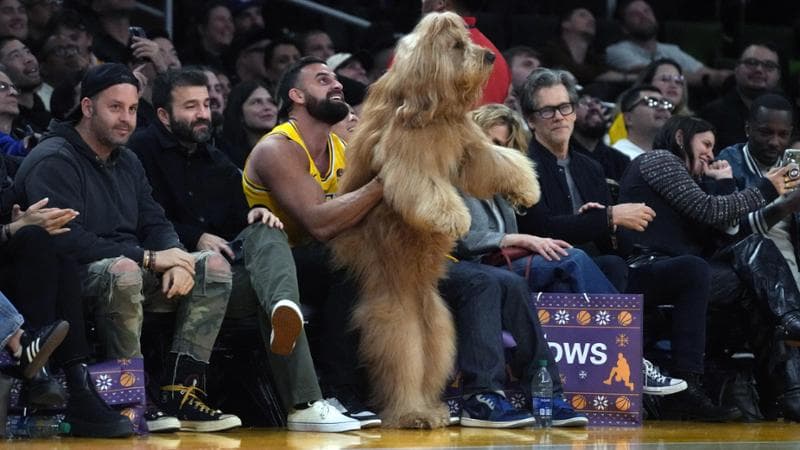 Il cane Brodie a bordo campo per Lakers-Knicks
