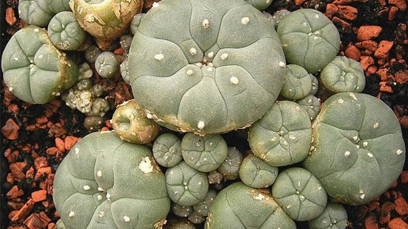 La guerra dei navajo contro le case farmaceutiche: “No allo sfruttamento del peyote”