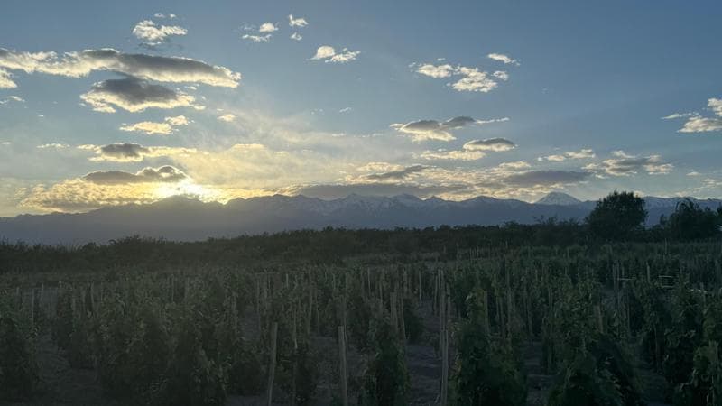 Mendoza
