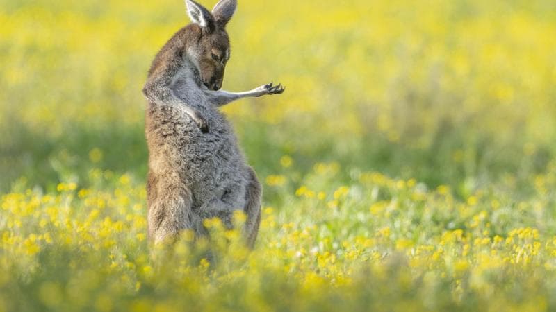 Canguro chitarrista immaginario, fotografato da Jason Moore vicino a Perth, ha vinto il primo premio del Comedy Wildlife Award.&nbsp;Jason Moore &nbsp;/ Comedy Wildlife 2023
