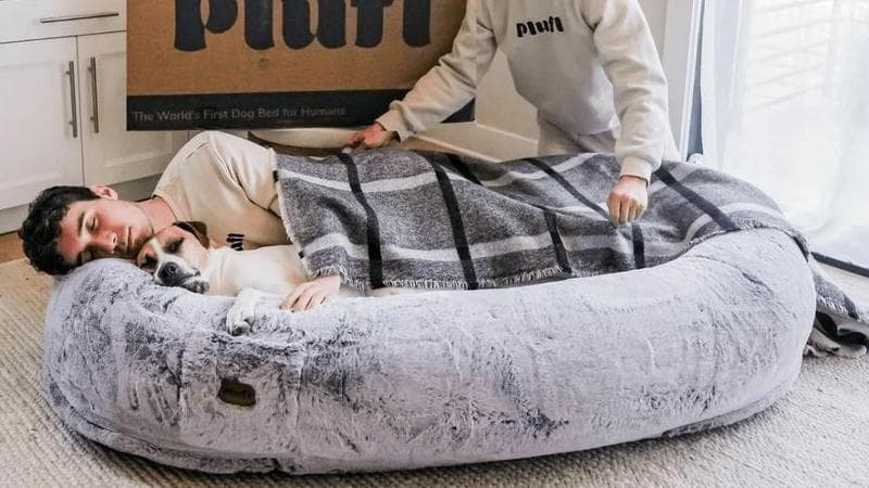 Negli Stati Uniti spopola la cuccia per cani adattata agli umani per i riposini pomeridiani