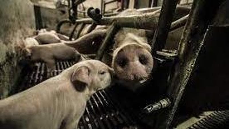 Allevamenti intensivi, Berkeley indice un referendum per vietarli. La California guida il movimento per il benessere animale