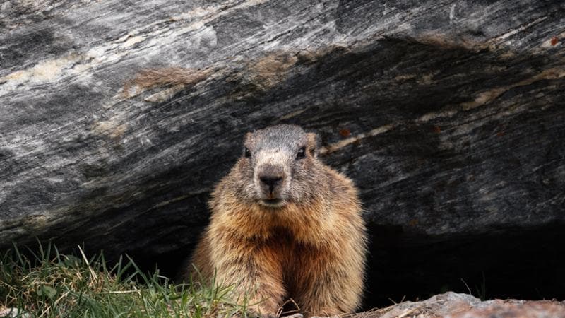 Dal Giorno della Marmotta a quello della Candelora, quando finirà l’inverno? Le previsioni meteo