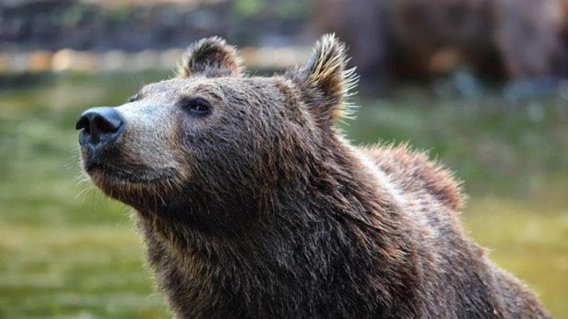 Trento, abbattuto l’orso M90. La protesta dell’Oipa: “Condannato a morte dal presidente Fugatti”