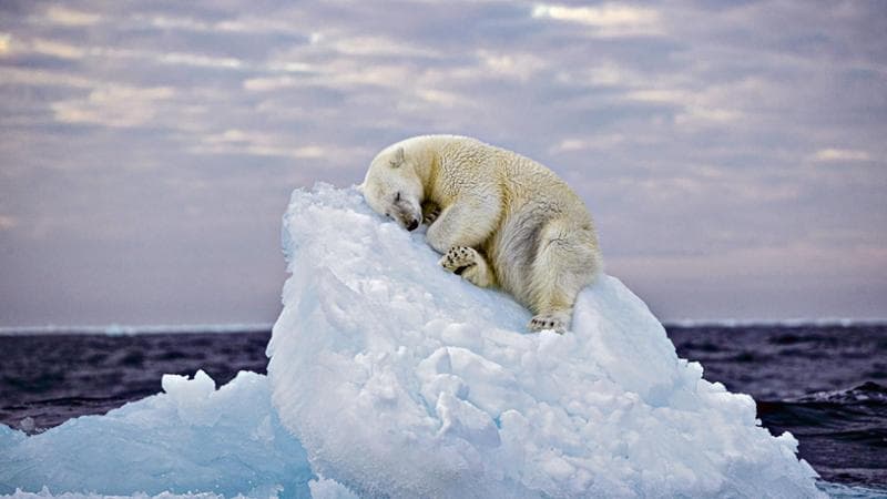 L’orso che dorme sull’iceberg alla deriva è l’icona di un pianeta fragile
