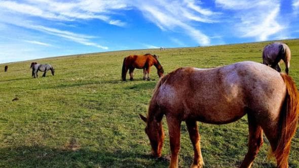 Alla scoperta del cavallo del Catria, l’orgoglio delle Marche