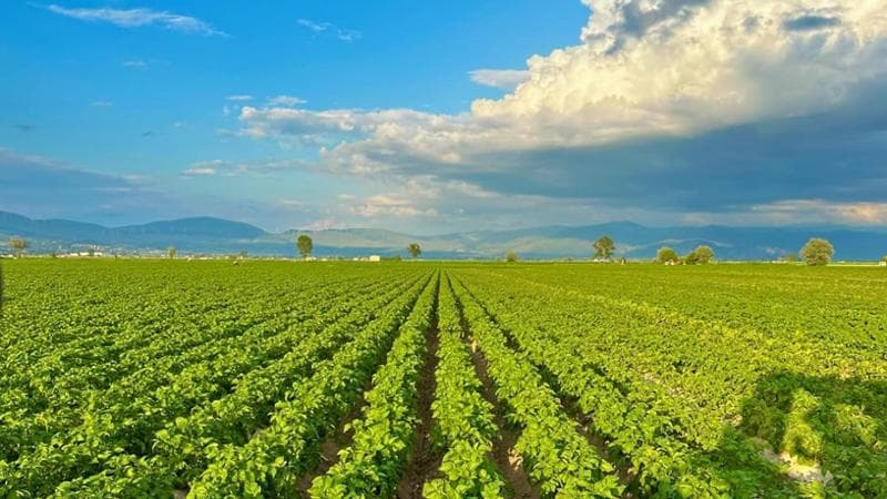 Un campo di patate nella piana del Fucino