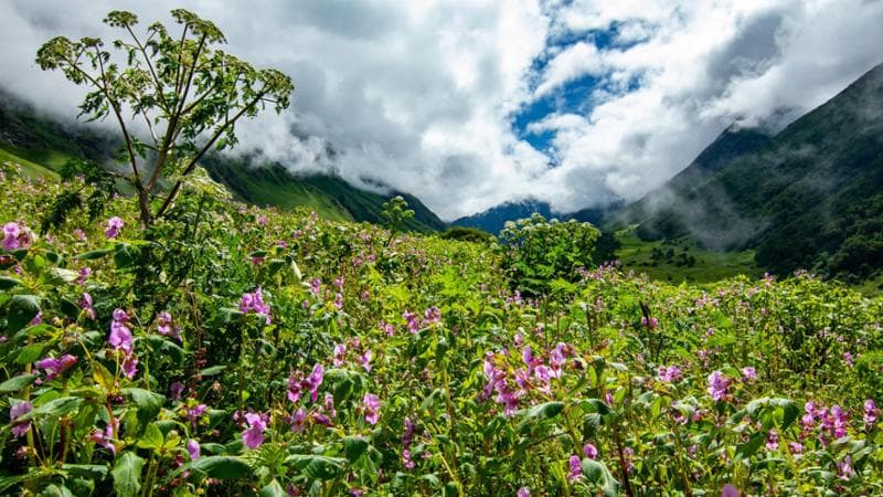 Valley of Flowers National Park, India settentrionale