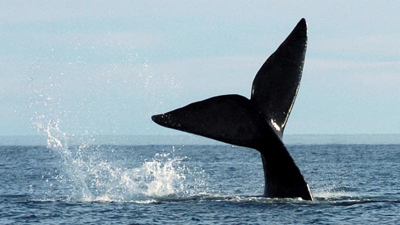 Spiaggiata nella baia di Osaka, la balena diventata un caso entrerà nel museo di storia naturale