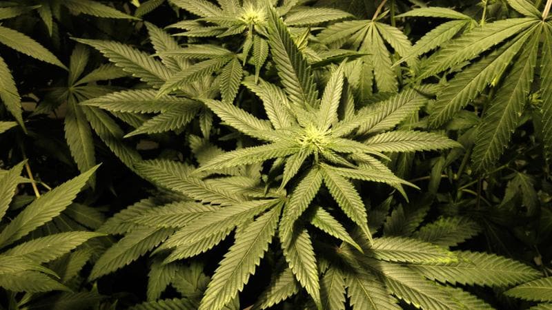 Thailandia, indietro tutta sulla marijuana