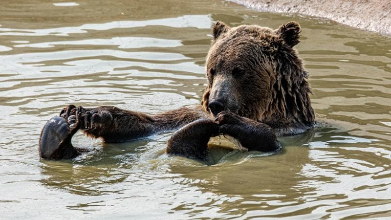 Trento, si vota la legge per il via libera all’abbattimento degli orsi, specie protetta: protesta degli animalisti davanti alla sede della provincia
