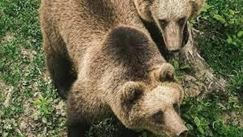 Trentino, approvata la legge che regolamenta l’abbattimento degli orsi: se ne potranno uccidere fino a otto all’anno se pericolosi o ‘confidenti’