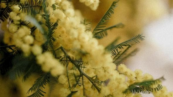 Perché la mimosa è il simbolo dell’8 marzo