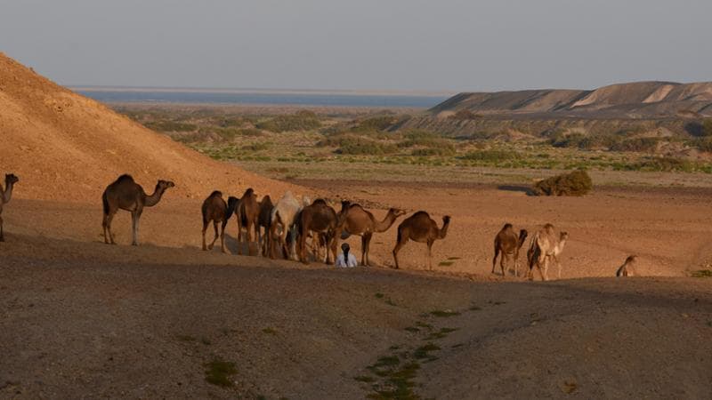 Wadi el Gemal (foto Gianni Bodini)