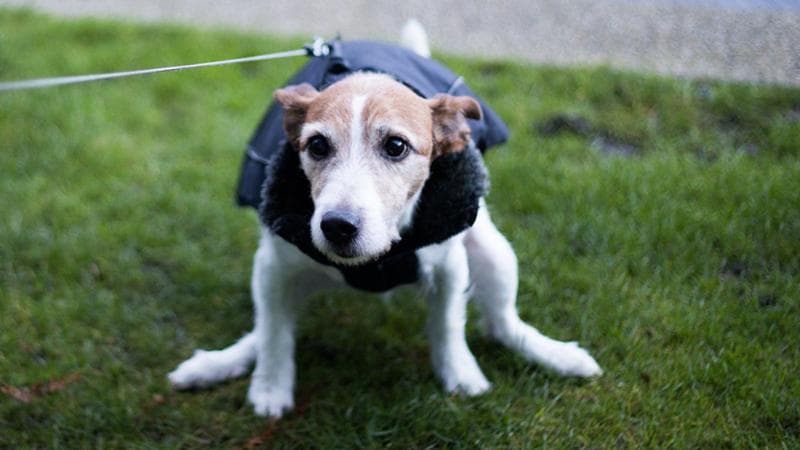Trento, a passeggio col cane con lo spruzzino per pulire l’urina: multe di oltre 300 euro per i trasgressori