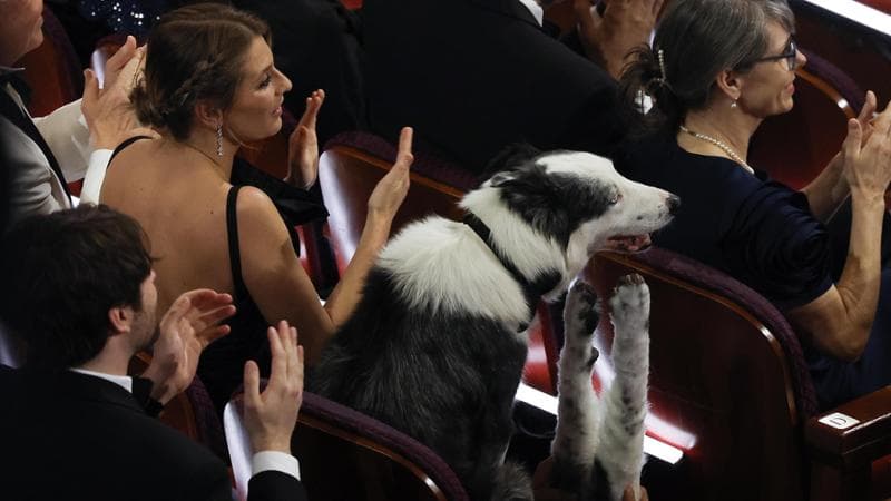 Il cane Messi è la mascotte degli Oscar: da ‘Anatomia di una caduta’ alla notte delle stelle
