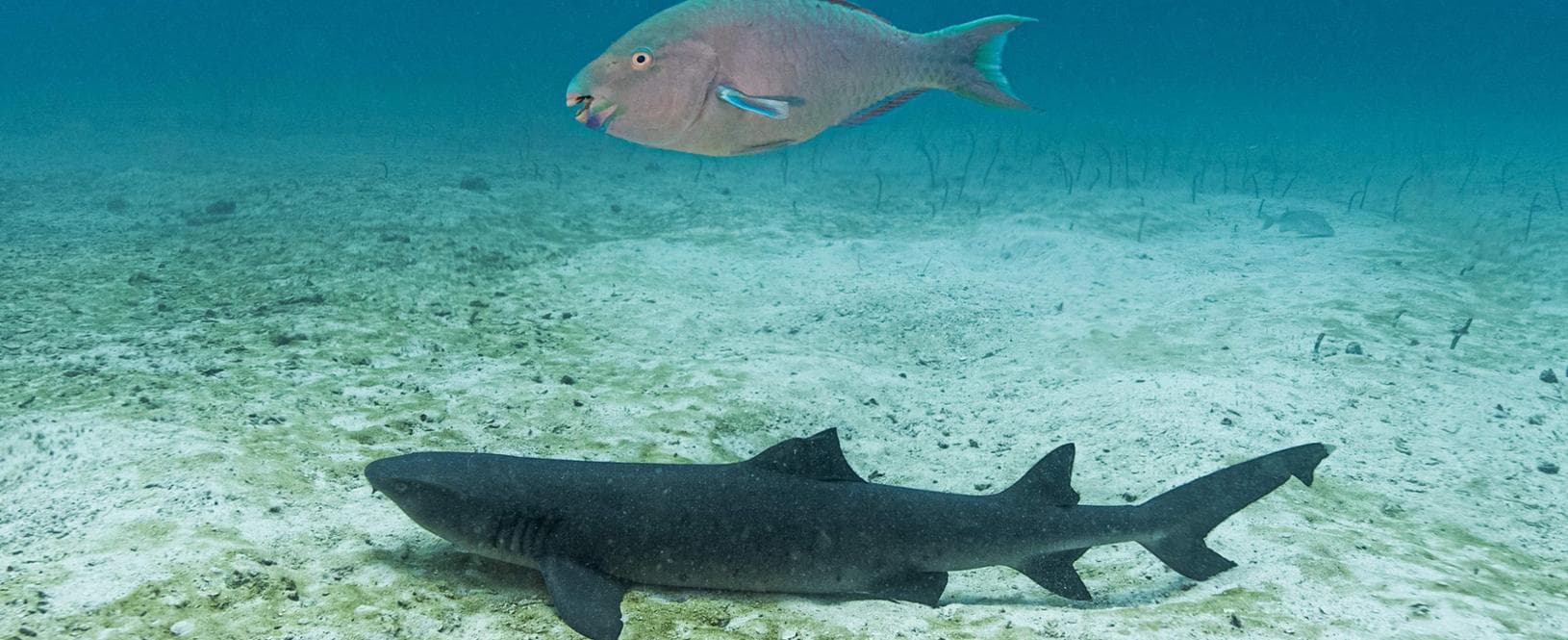 Greenpeace, appello pro Galapagos: “Subito la riserva marina mondiale attorno all'arcipelago: le flotte pescherecce mondiali lo cingono d'assedio"