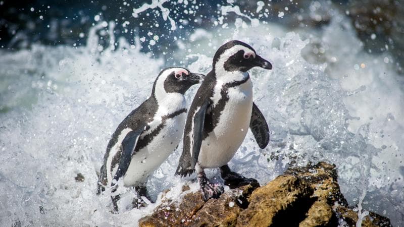 Due pinguini africani nella Betty’s Bay (Sudafrica)