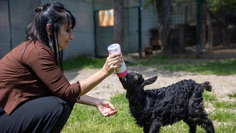 I santuari diventano rifugi per animali liberi. “La nostra economia è al contrario. Da noi queste creature non danno reddito ma creano debito”