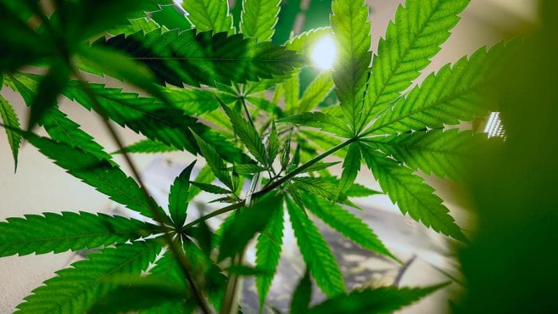 Germania, via libera definitivo alla liberalizzazione “light” della cannabis