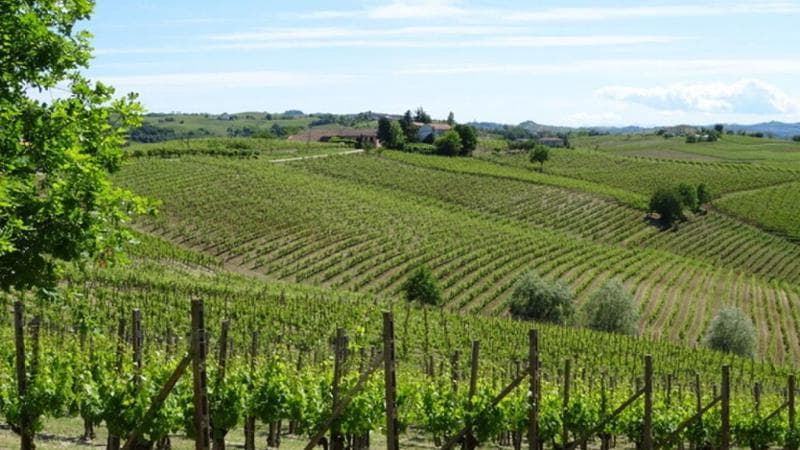 Vino, allarme sui (pochi) consumi. Pressing per aiuti a rottamare le viti