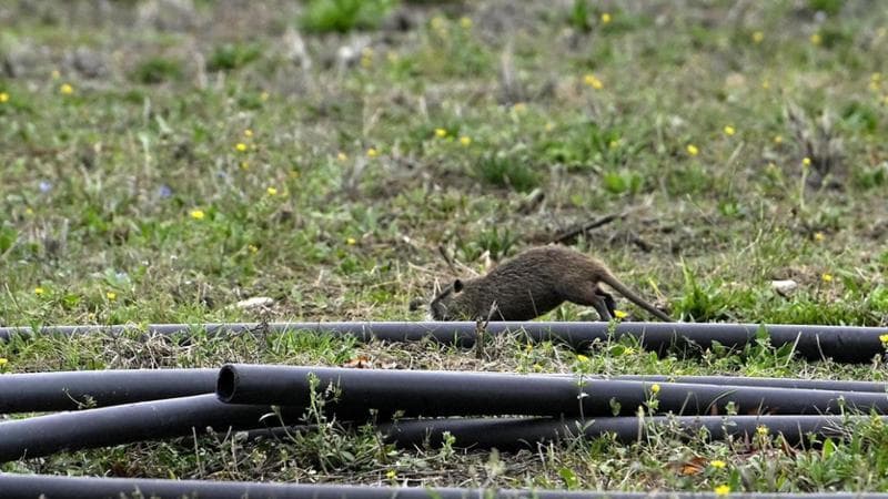 Nel ferrarese caccia alle nutrie tra fucili e polemiche